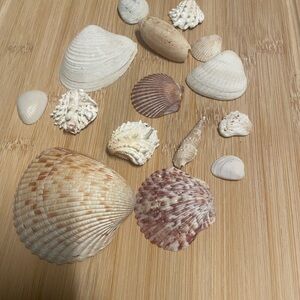 Natural Seashell Collection - Cream and Brown